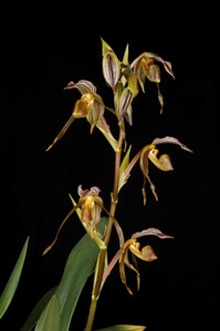 Paphiopedilum kolopakingii Huntington's Sceptre AM/AOS 81 pts. Inflorescence